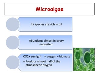 Microalgae

     Its species are rich in oil




    Abundant; almost in every
          ecosystem


CO2+ sunlight -> oxygen + biomass
• Produce almost half of the
  atmospheric oxygen
 