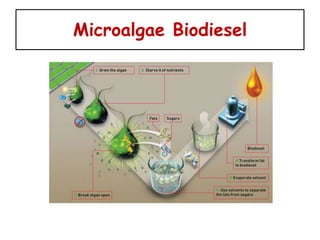 Microalgae Biodiesel
 