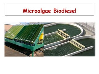 Microalgae Biodiesel
 