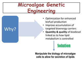 Microalgae Genetic
          Engineering
                    • Optimization for enhanced
                      biofuel production
                    • Improve accumulation of
Why?                  targeted bioenergy carriers
                    • Quantity & quality of biodiesel
                      linked as to how lipid
                      metabolism is controlled

                                  Solution
             Manipulate the biology of microalgae
              cells to allow for secretion of lipids
 