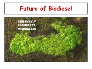 Future of Biodiesel

Genetically
Engineered
Microalgae
 
