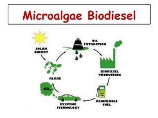 Microalgae Biodiesel
 