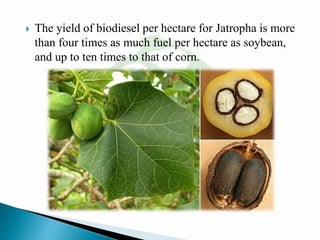 The yield of biodiesel per hectare for Jatropha is more
than four times as much fuel per hectare as soybean,
and up to ten times to that of corn.
 