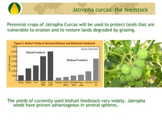 Jatropha curcas: the feedstock

Perennial crops of Jatropha Curcas will be used to protect lands that are
vulnerable to er...