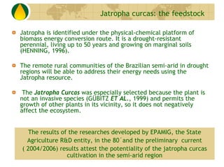 Jatropha curcas: the feedstock

Jatropha is identified under the physical-chemical platform of
biomass energy conversion r...