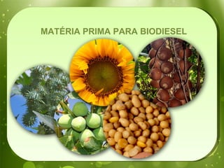 MATÉRIA PRIMA PARA BIODIESEL 