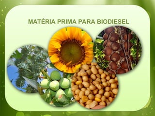 MATÉRIA PRIMA PARA BIODIESEL
 