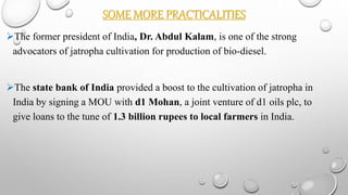 SOME MORE PRACTICALITIES
The former president of India, Dr. Abdul Kalam, is one of the strong
advocators of jatropha cultivation for production of bio-diesel.
The state bank of India provided a boost to the cultivation of jatropha in
India by signing a MOU with d1 Mohan, a joint venture of d1 oils plc, to
give loans to the tune of 1.3 billion rupees to local farmers in India.
 
