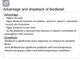 Biodiesel from algae | PPT
