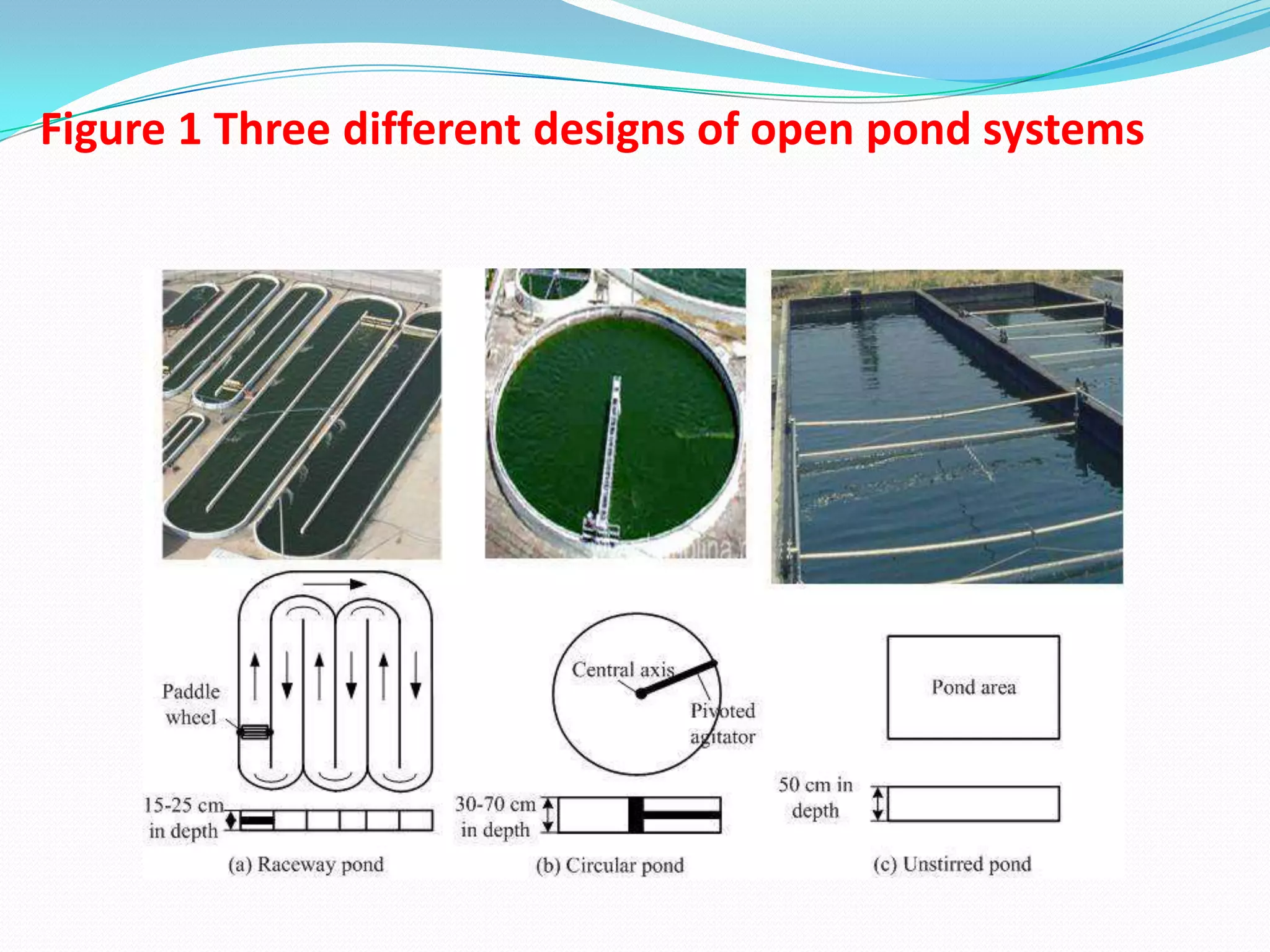 Figure 1 Three different designs of open pond systems
 