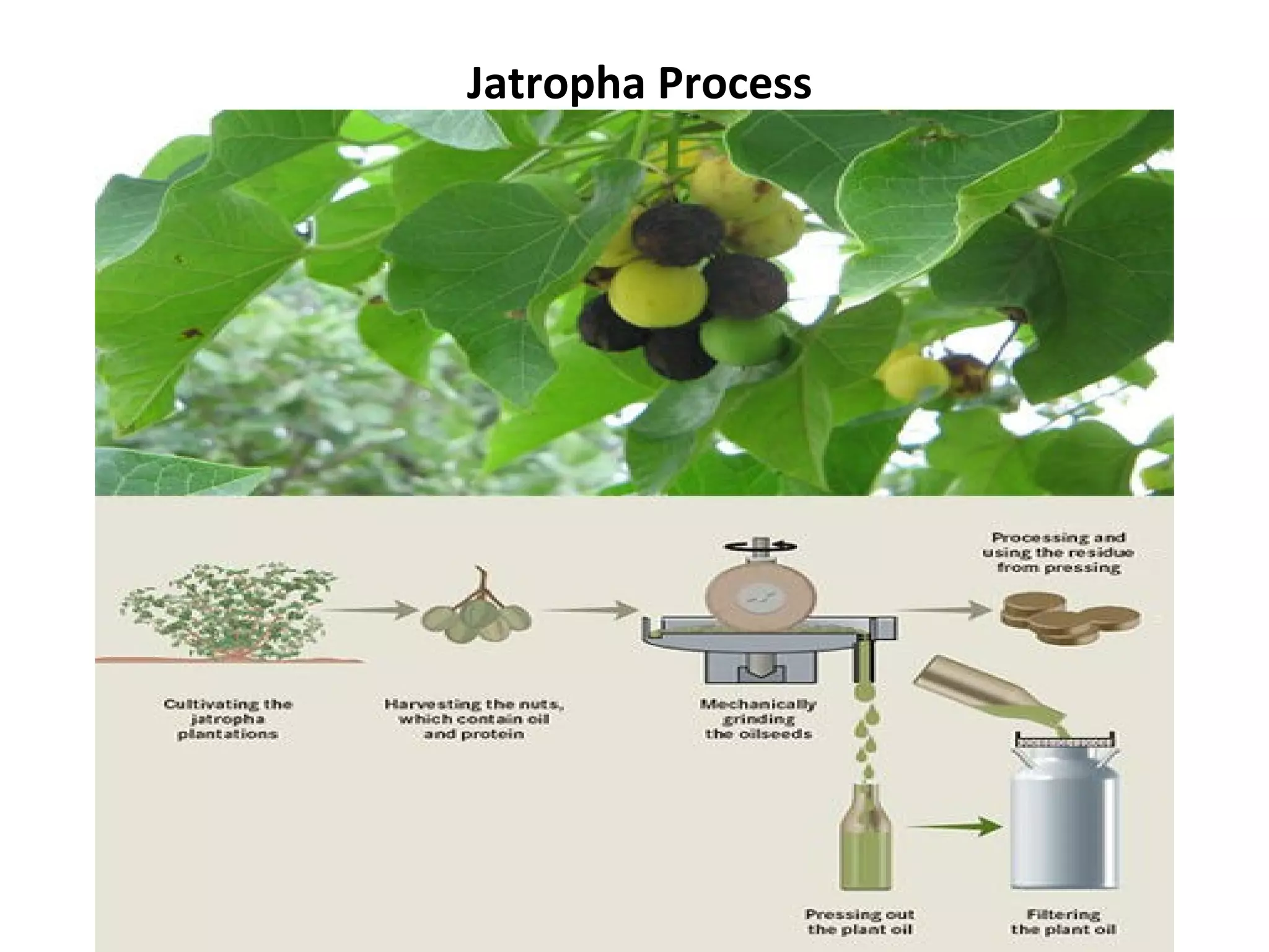 Jatropha Process
 