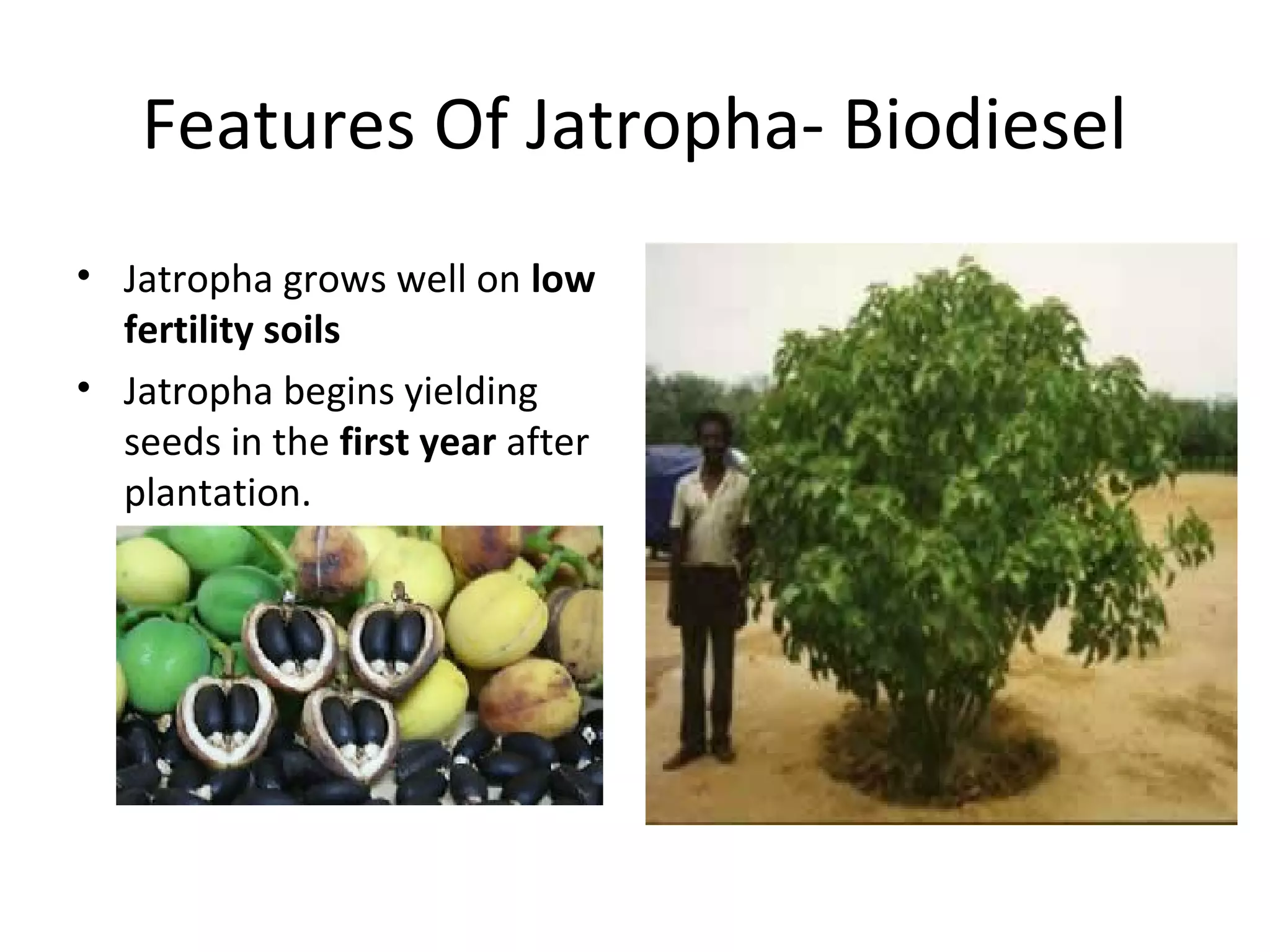 Features Of Jatropha- Biodiesel
• Jatropha grows well on low
fertility soils
• Jatropha begins yielding
seeds in the first year after
plantation.
 