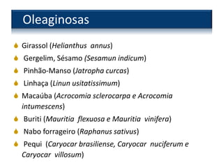 Oleaginosas
 Girassol (Helianthus annus)
 Gergelim, Sésamo (Sesamun indicum)
 Pinhão-Manso (Jatropha curcas)
 Linhaça (Linun usitatissimum)
 Macaúba (Acrocomia sclerocarpa e Acrocomia
intumescens)
 Buriti (Mauritia flexuosa e Mauritia vinifera)
 Nabo forrageiro (Raphanus sativus)
 Pequi (Caryocar brasiliense, Caryocar nuciferum e
Caryocar villosum)
 