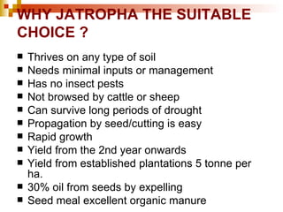WHY JATROPHA THE SUITABLE CHOICE ? Thrives on any type of soil Needs minimal inputs or management Has no insect pests Not browsed by cattle or sheep Can survive long periods of drought Propagation by seed/cutting is easy Rapid growth Yield from the 2nd year onwards  Yield from established plantations 5 tonne per ha. 30% oil from seeds by expelling Seed meal excellent organic manure 