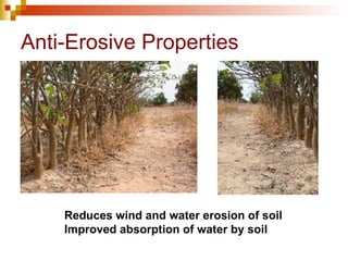 Anti-Erosive Properties Reduces wind and water erosion of soil Improved absorption of water by soil 