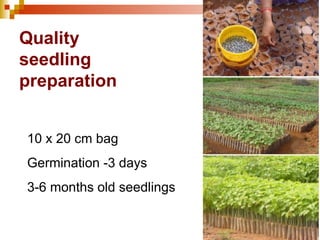 Quality seedling preparation 10 x 20 cm bag  Germination -3 days 3-6 months old seedlings 