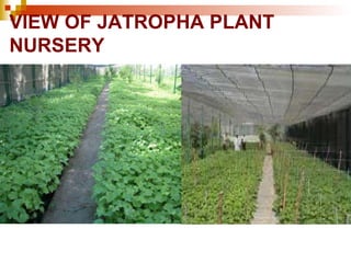 VIEW OF JATROPHA PLANT NURSERY   