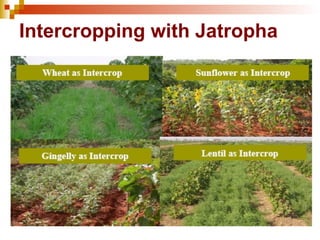 Intercropping with Jatropha 