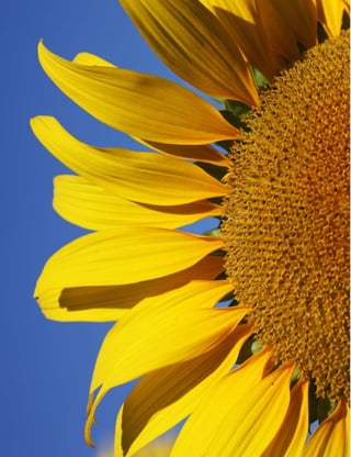 Ministério da Agricultura, Pecuária e Abastecimento • Usos de biodiesel no Brasil e no mundo
26
 