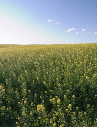 Ministério da Agricultura, Pecuária e Abastecimento • Usos de biodiesel no Brasil e no mundo
32
 