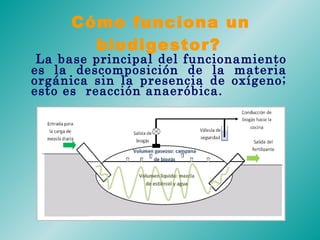 Cómo funciona un biodigestor?   La base principal del funcionamiento es la descomposición de la materia orgánica sin la presencia de oxígeno; esto es  reacción anaeróbica.   