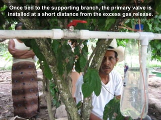 Once tied to the supporting branch, the primary valve is
installed at a short distance from the excess gas release.
 