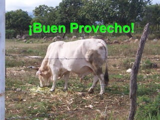 ¡Buen Provecho!
 