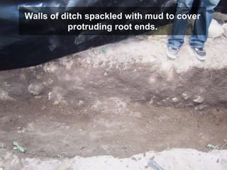Walls of ditch spackled with mud to cover
protruding root ends.
 