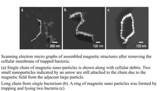 Trapped Germs Biodirected synthesis of nano materials.pptx