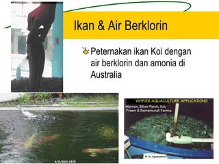 Ikan & Air Berklorin
   Peternakan ikan Koi dengan
   air berklorin dan amonia di
   Australia
 