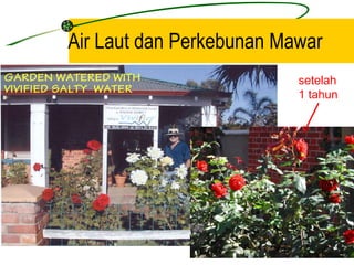 Air Laut dan Perkebunan Mawar
                          setelah
                          1 tahun
 