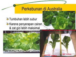 Perkebunan di Australia

Tumbuhan lebih subur
Karena penyerapan cairan
& zat gizi lebih maksimal
 