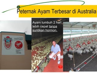 Peternak Ayam Terbesar di Australia
      Ayam tumbuh 2 hari
      lebih cepat tanpa
      suntikan hormon.
 