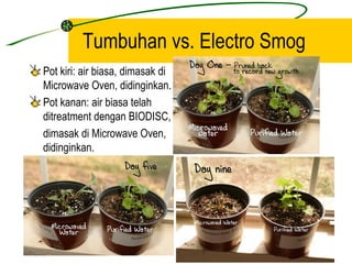 Tumbuhan vs. Electro Smog
Pot kiri: air biasa, dimasak di
Microwave Oven, didinginkan.
Pot kanan: air biasa telah
ditreatment dengan BIODISC,
dimasak di Microwave Oven,
didinginkan.
 