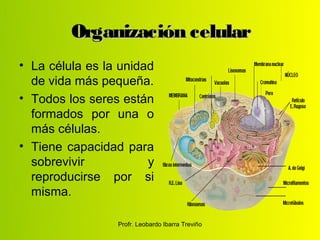 Organización celular
• La célula es la unidad
  de vida más pequeña.
• Todos los seres están
  formados por una o
  más células.
• Tiene capacidad para
  sobrevivir           y
  reproducirse por si
  misma.

                 Profr. Leobardo Ibarra Treviño
 