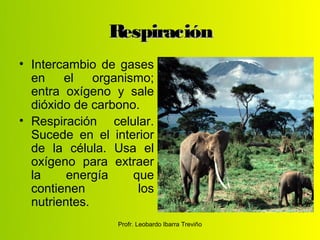 Respiración
• Intercambio de gases
  en    el    organismo;
  entra oxígeno y sale
  dióxido de carbono.
• Respiración celular.
  Sucede en el interior
  de la célula. Usa el
  oxígeno para extraer
  la     energía     que
  contienen           los
  nutrientes.
                  Profr. Leobardo Ibarra Treviño
 