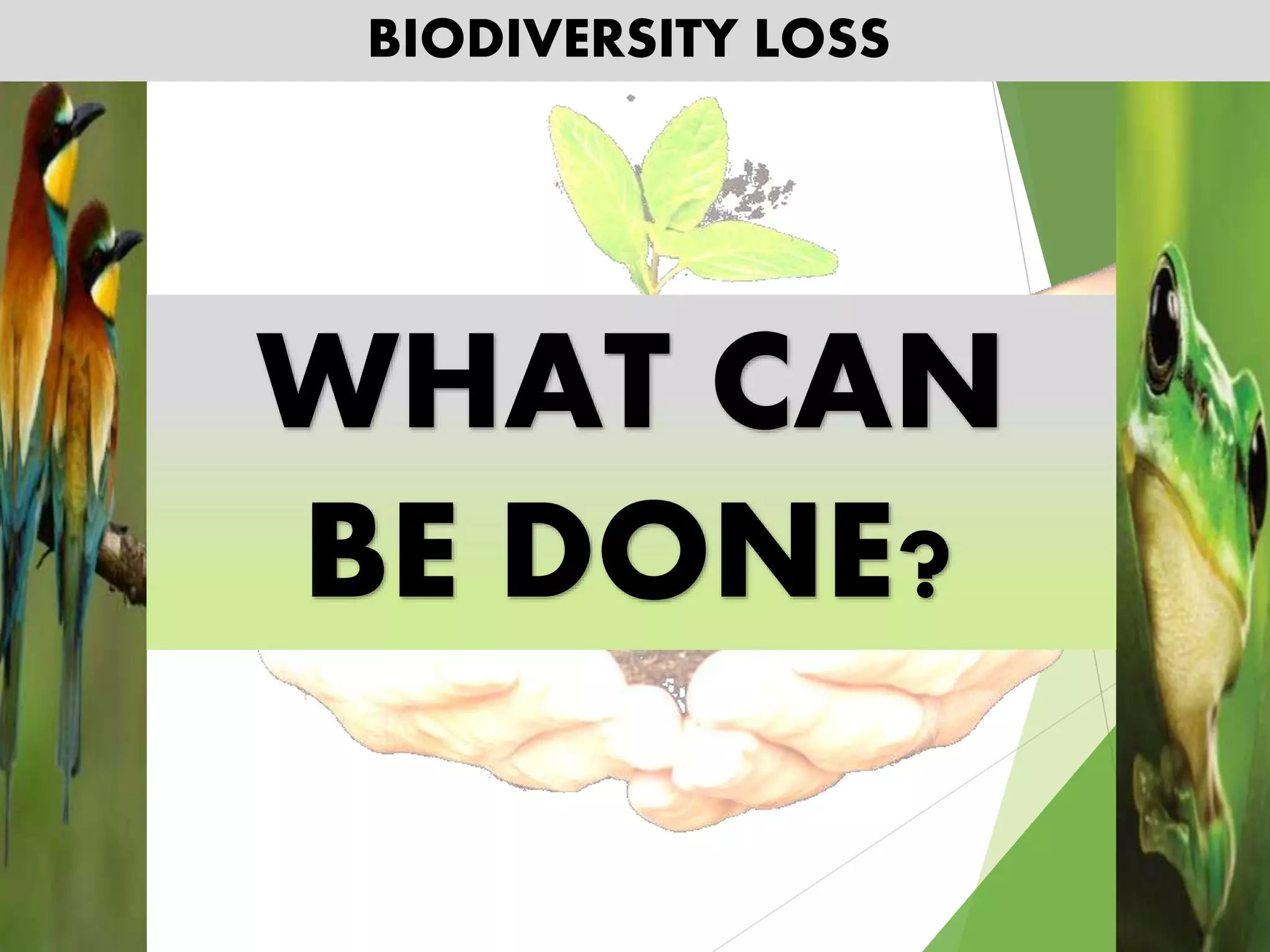 BIODIVERSITY LOSS
WHAT CAN
BE DONE?
 