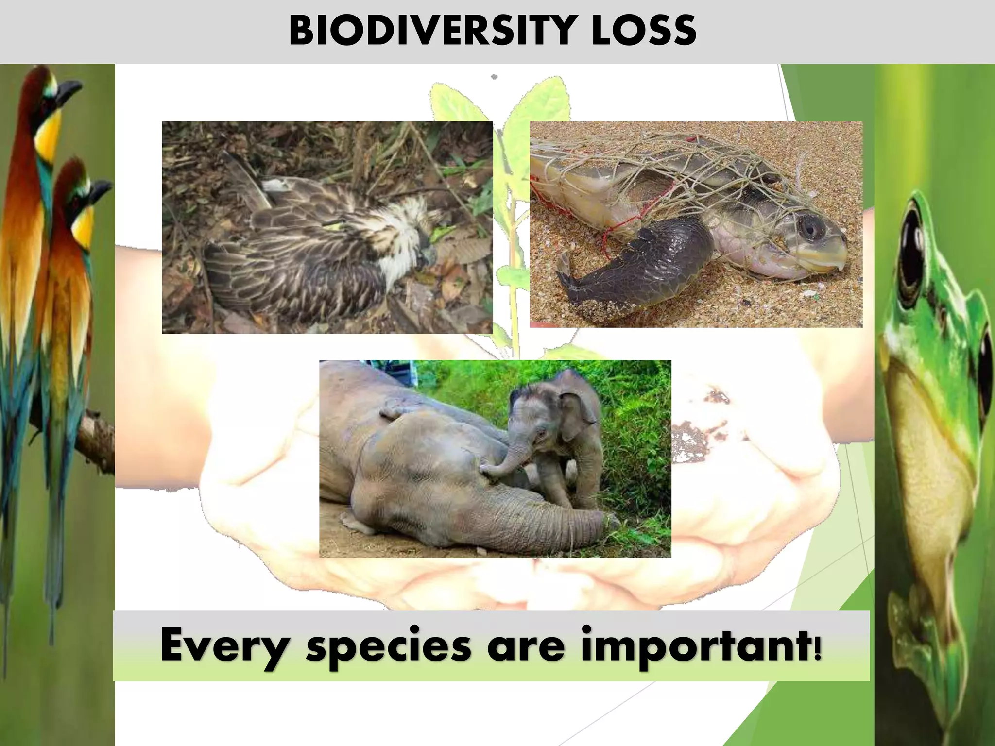 BIODIVERSITY LOSS
Every species are important!
 