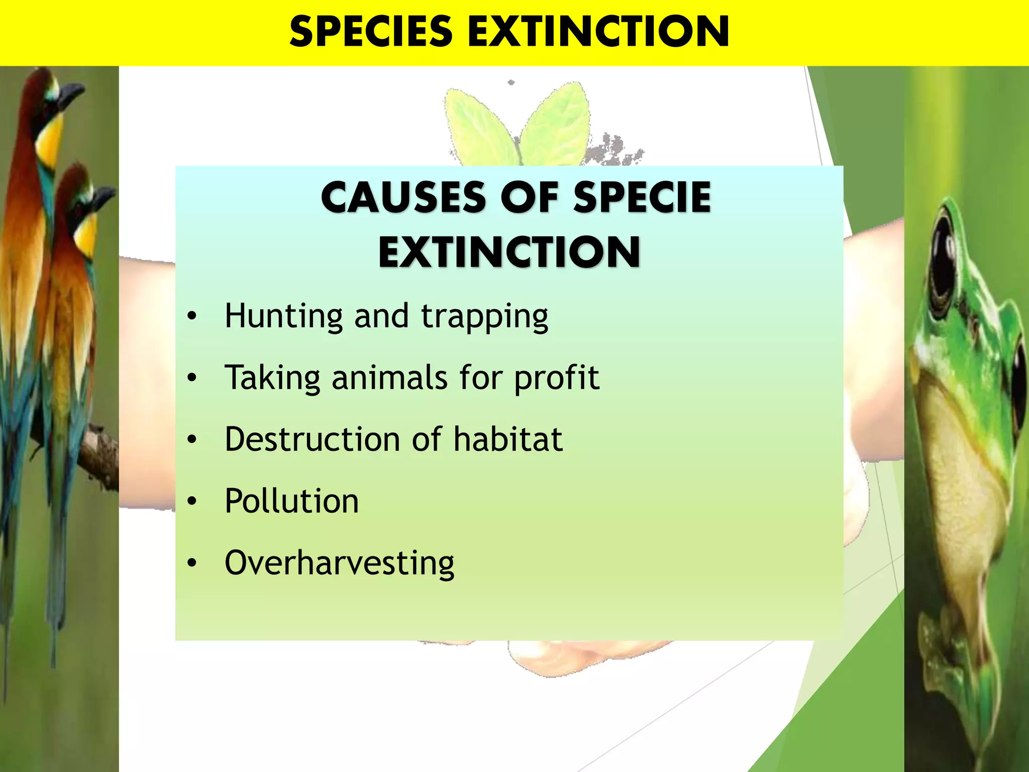 SPECIES EXTINCTION
CAUSES OF SPECIE
EXTINCTION
• Hunting and trapping
• Taking animals for profit
• Destruction of habitat
• Pollution
• Overharvesting
 