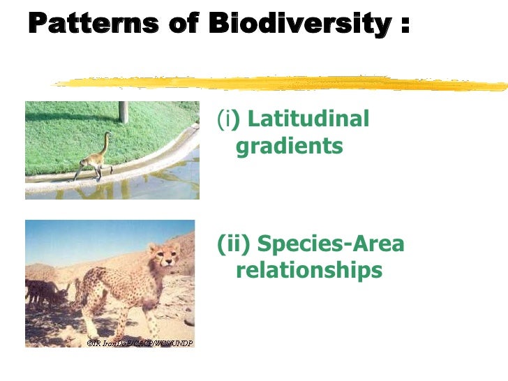 The Patterns Of Biological Diversity Throughout Rivers