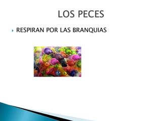 RESPIRAN POR LAS BRANQUIASLOS PECES