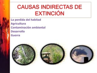 CAUSAS INDIRECTAS DE
EXTINCIÓN
La perdida del habitad
Agricultura
Contaminación ambiental
Desarrollo
Guerra
 