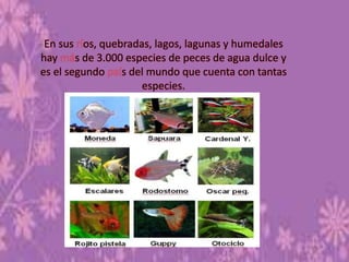 En sus os, quebradas, lagos, lagunas y humedales
hay s de 3.000 especies de peces de agua dulce y
es el segundo s del mundo que cuenta con tantas
especies.
 