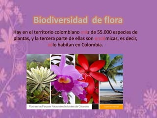 Biodiversidad de flora
Hay en el territorio colombiano s de 55.000 especies de
plantas, y la tercera parte de ellas son micas, es decir,
lo habitan en Colombia.
 