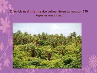 Colombia es el s s rico del mundo en palmas, con 270
especies conocidas.
 