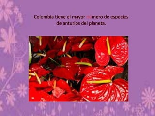Colombia tiene el mayor mero de especies
de anturios del planeta.
 