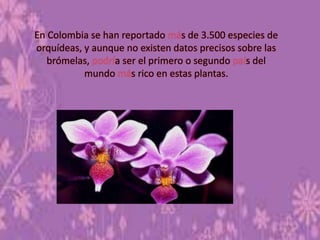 En Colombia se han reportado s de 3.500 especies de
orquídeas, y aunque no existen datos precisos sobre las
brómelas, a ser el primero o segundo s del
mundo s rico en estas plantas.
 