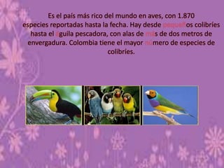 Es el país más rico del mundo en aves, con 1.870
especies reportadas hasta la fecha. Hay desde os colibríes
hasta el guila pescadora, con alas de s de dos metros de
envergadura. Colombia tiene el mayor mero de especies de
colibríes.
 