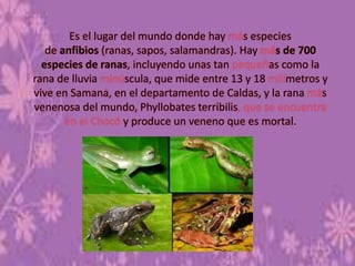 Es el lugar del mundo donde hay s especies
de anfibios (ranas, sapos, salamandras). Hay s de 700
especies de ranas, incluyendo unas tan as como la
rana de lluvia scula, que mide entre 13 y 18 metros y
vive en Samana, en el departamento de Caldas, y la rana s
venenosa del mundo, Phyllobates terribilis
y produce un veneno que es mortal.
 