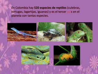 En Colombia hay 520 especies de reptiles (culebras,
tortugas, lagartijas, iguanas) y es el tercer s en el
planeta con tantas especies.
 
